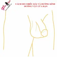 Cách đo dương vật
